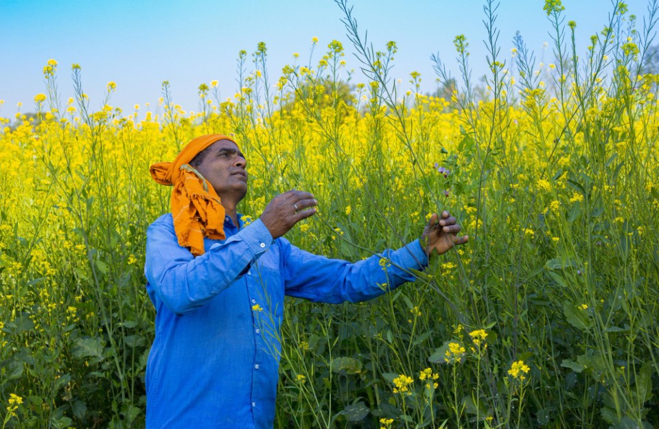 Mustard Production in Hindi: सही प्रथाओं से सरसों की औसत पैदावार 35% तक बढ़ सकती है